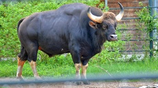 Gaur_1.jpg